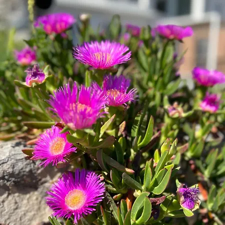 아파트 Pernilla Laegenheterna Rosmarin,lavendel